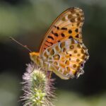 butterfly, insect, garden, fritillary, indian fritillary, argynnis hyperbius, animal, fauna, nature, closeup, butterfly, butterfly, butterfly, butterfly, butterfly